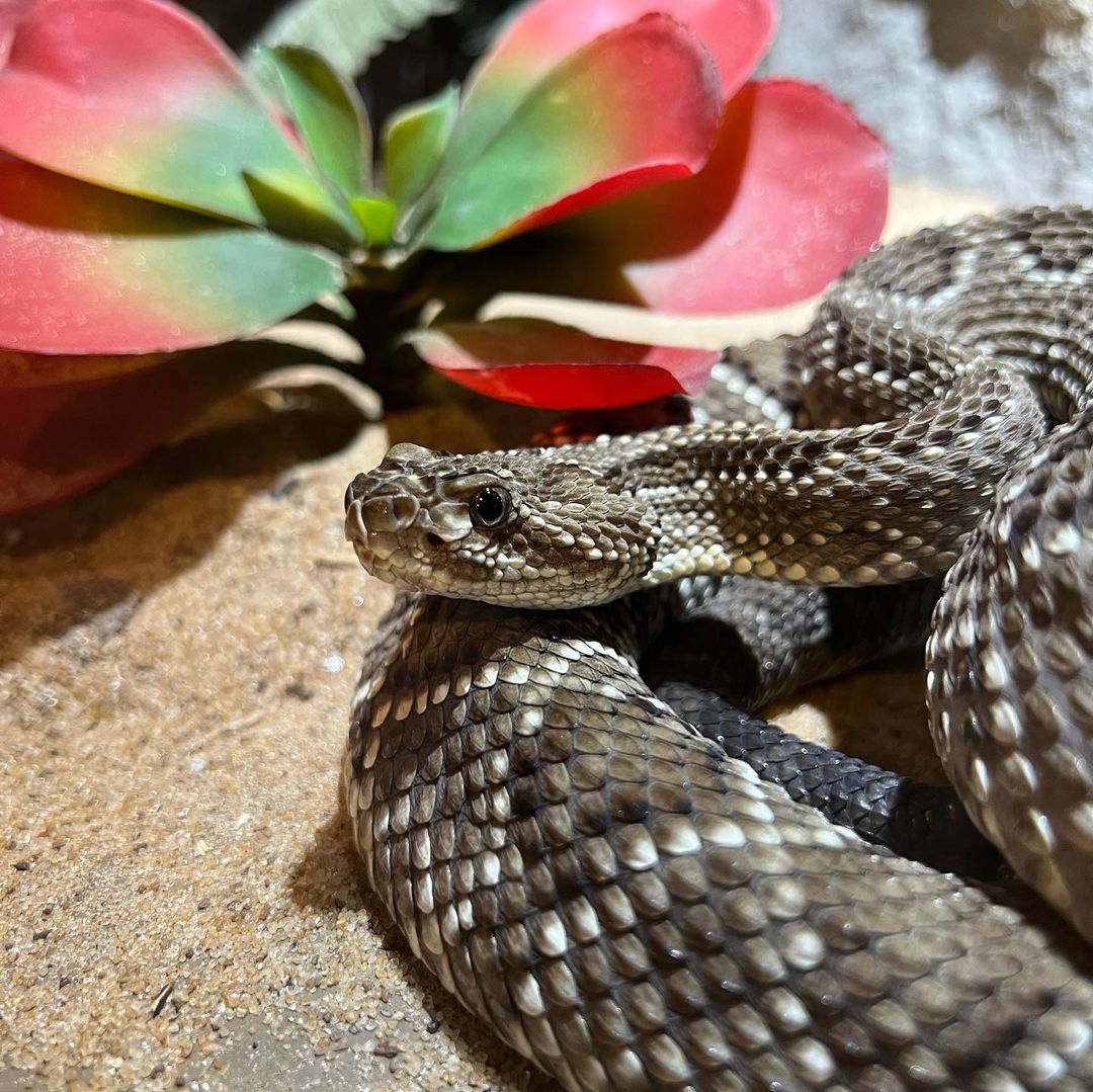 Serpentario Educativo