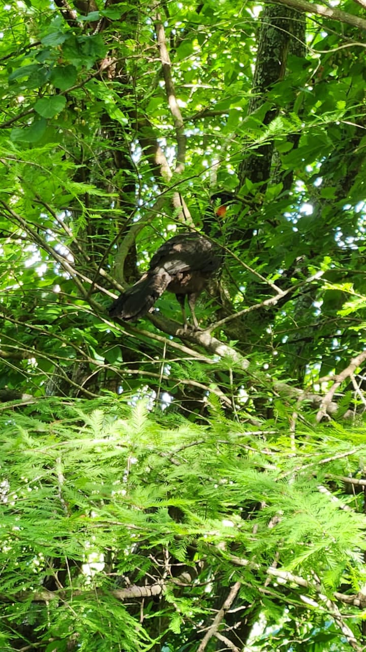 Monte Blanco Municipal Natural Reserve